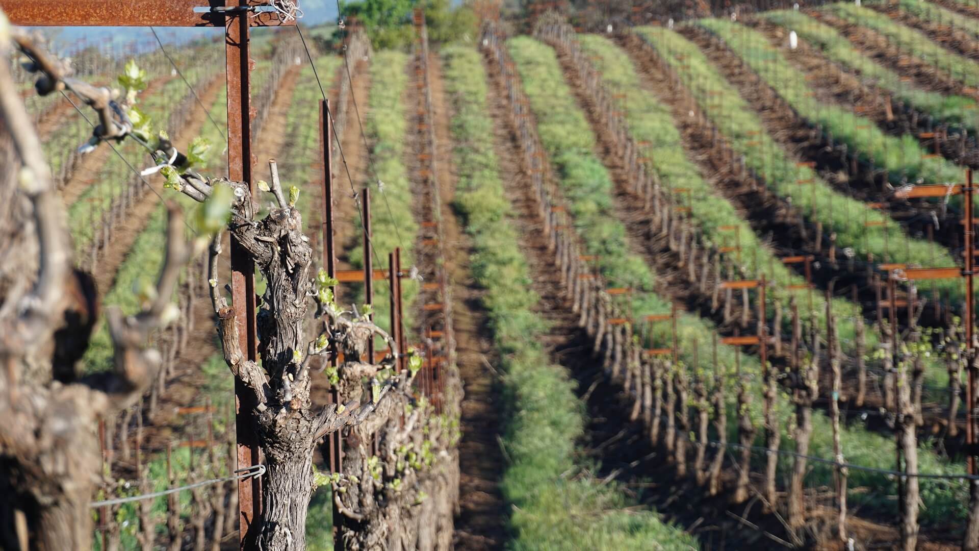 Grape Land Vineyard Management | Vineyard Management Company