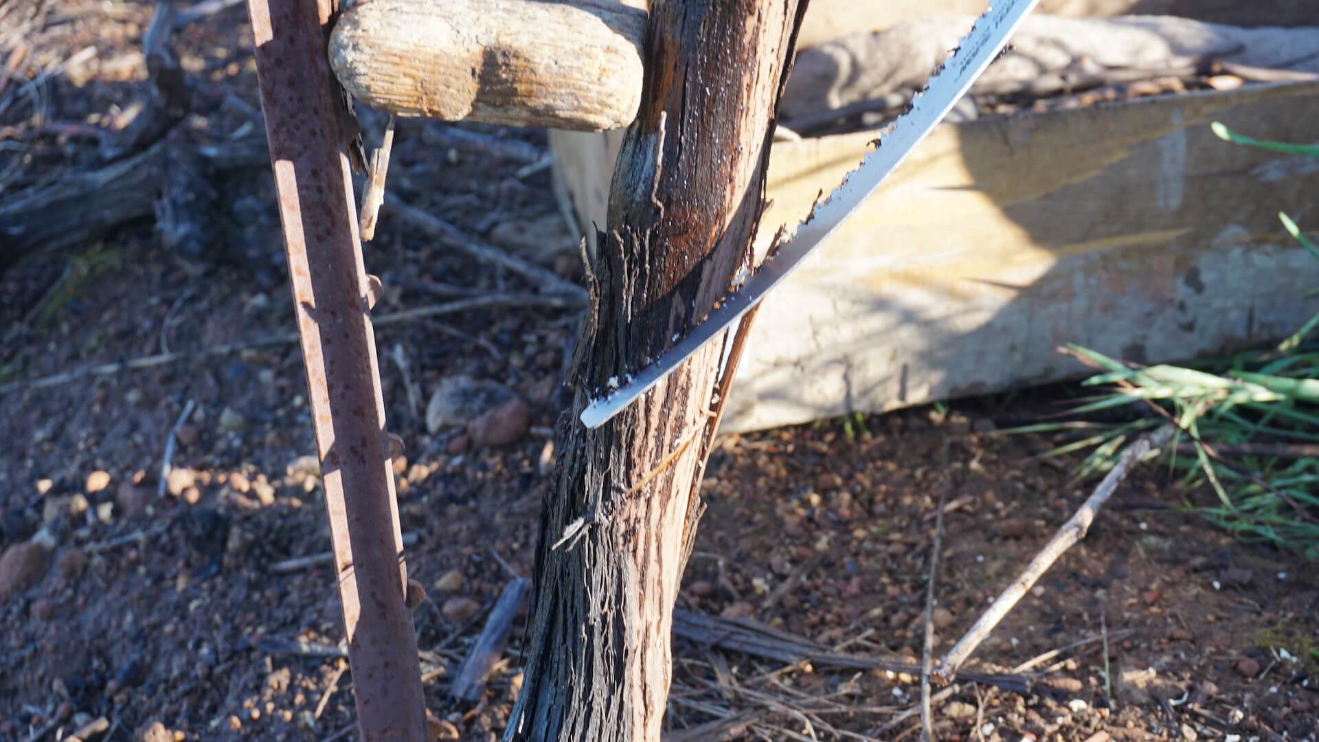 Grape Vine Grafting Services in Sonoma | Field-Grafting Process | GLVM